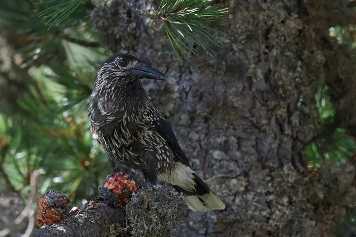Framed Print : Spotted Nutcracker or Eurasian Nutcracker, Nucifraga caryocatactes ssp. caryocatactes