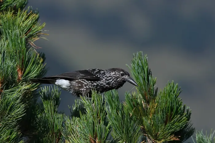 Framed Print : Spotted Nutcracker or Eurasian Nutcracker, Nucifraga caryocatactes ssp. caryocatactes