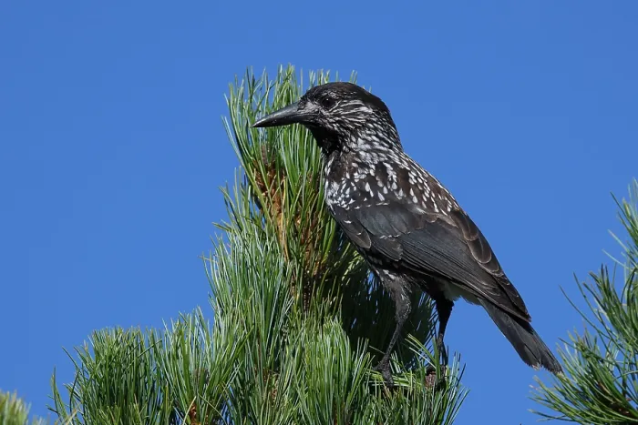 Framed Print : Spotted Nutcracker or Eurasian Nutcracker, Nucifraga caryocatactes ssp. caryocatactes