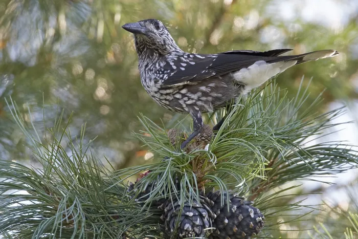 Framed Print : Spotted Nutcracker, Notenkraker, Nucifraga caryocatactes