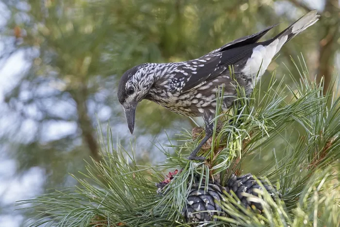 Framed Print : Spotted Nutcracker, Notenkraker, Nucifraga caryocatactes