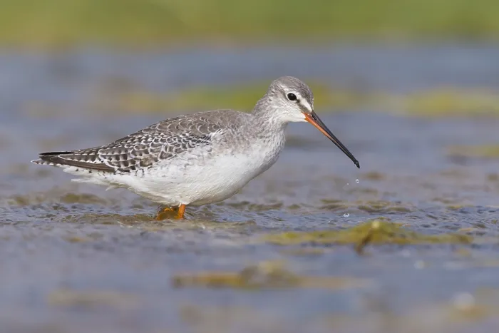 Framed Print : Spotted Redshank