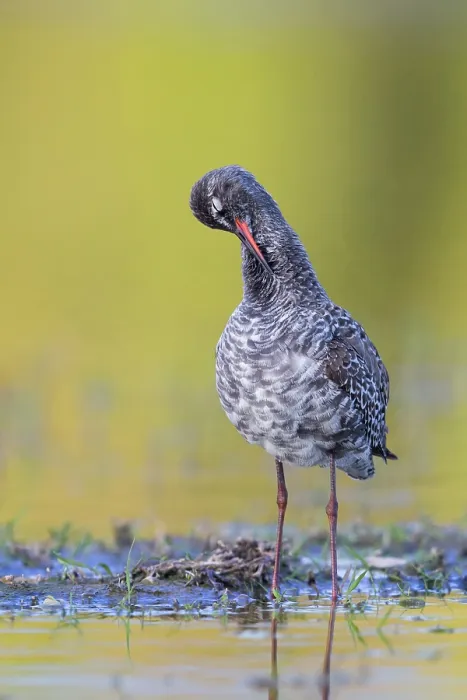 Framed Print : Spotted Redshank