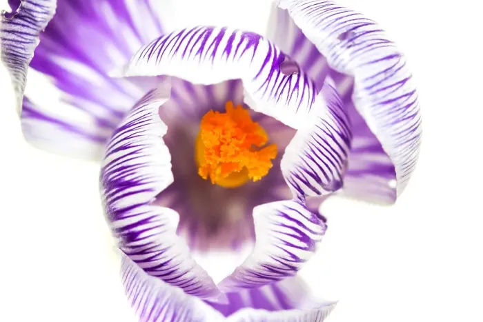 Framed Print : Spring Crocus, Crocus vernus