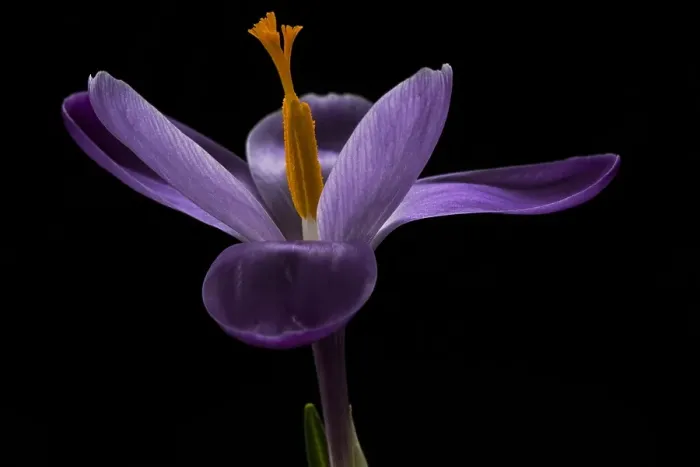 Framed Print : Spring Crocus; Crocus vernus