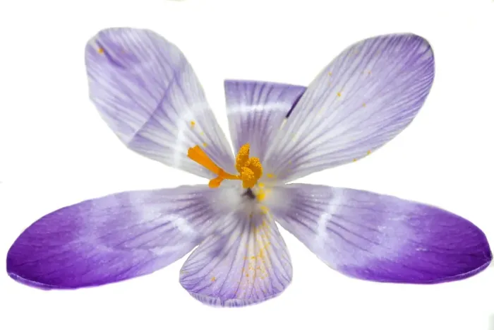 Framed Print : Spring Crocus; Crocus vernus