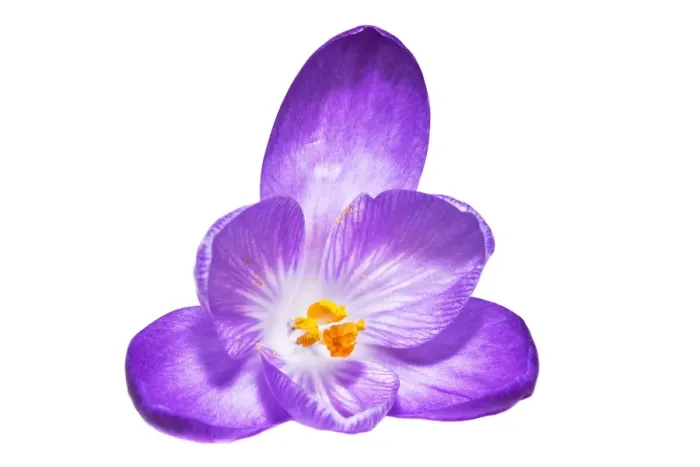 Framed Print : Spring Crocus; Crocus vernus
