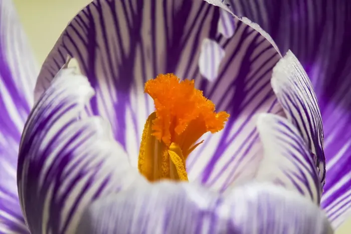 Framed Print : Spring Crocus; Crocus vernus