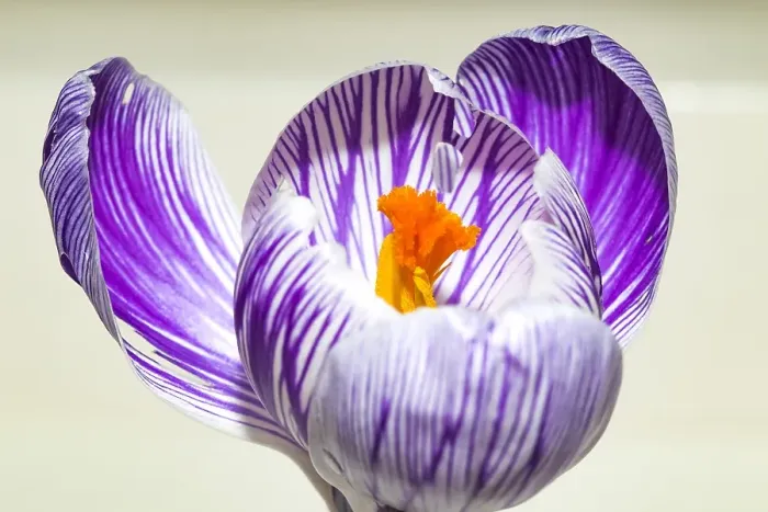 Framed Print : Spring Crocus; Crocus vernus