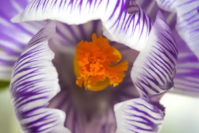 Framed Print : Spring Crocus, Crocus vernus