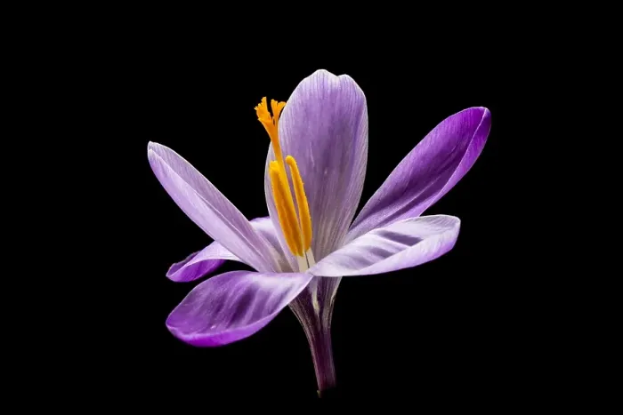Framed Print : Spring Crocus; Crocus vernus