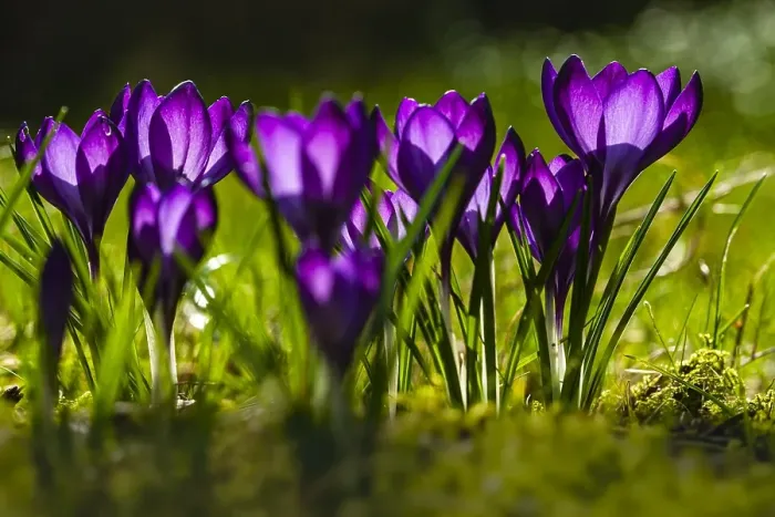 Framed Print : Spring Crocus; Crocus vernus