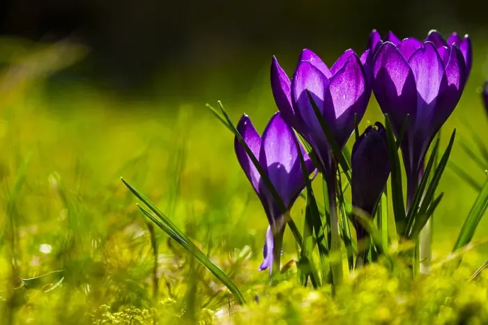 Framed Print : Spring Crocus; Crocus vernus Framed Print : Spring Crocus; Crocus vernus
