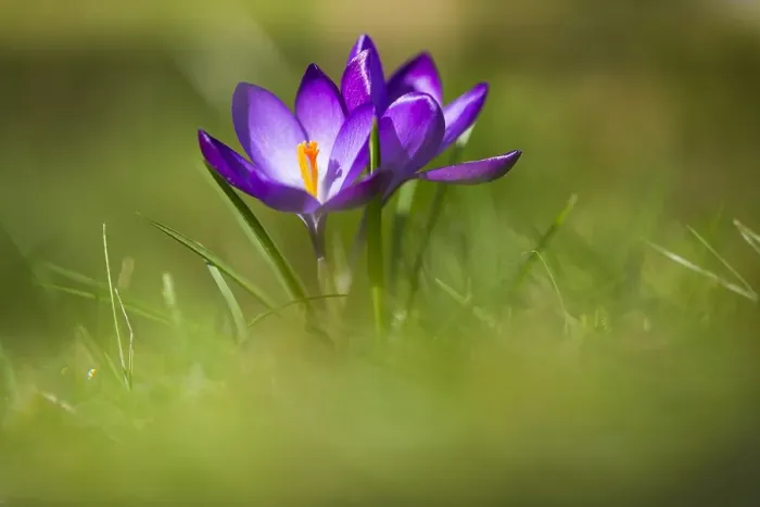 Framed Print : Spring Crocus; Crocus vernus Framed Print : Spring Crocus; Crocus vernus