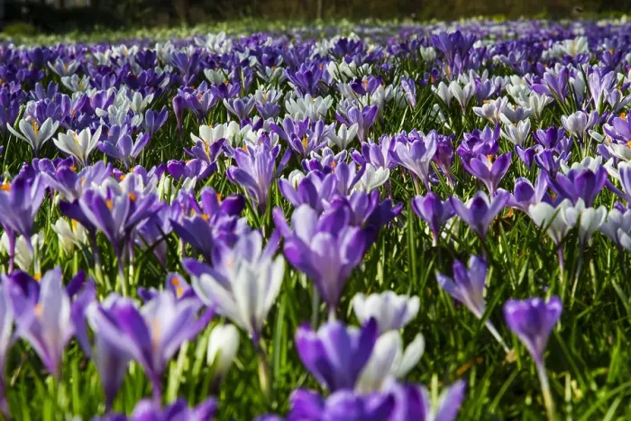 Framed Print : Spring Crocus; Crocus vernus