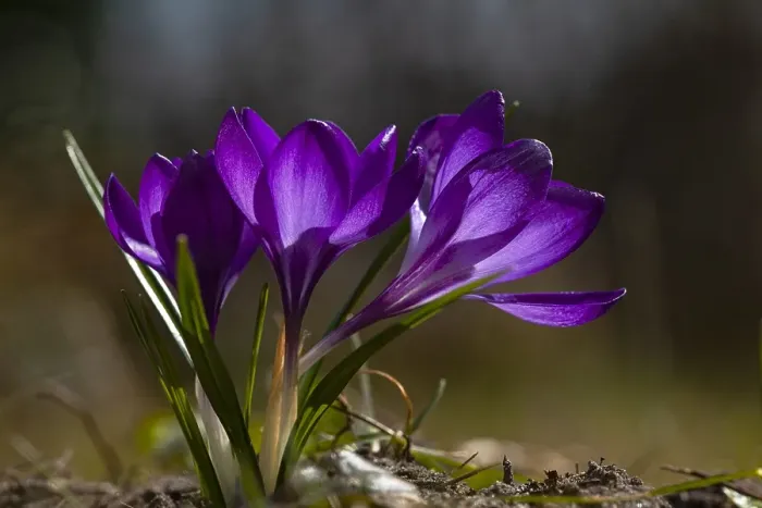 Framed Print : Spring Crocus; Crocus vernus