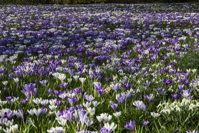 Framed Print : Spring Crocus; Crocus vernus