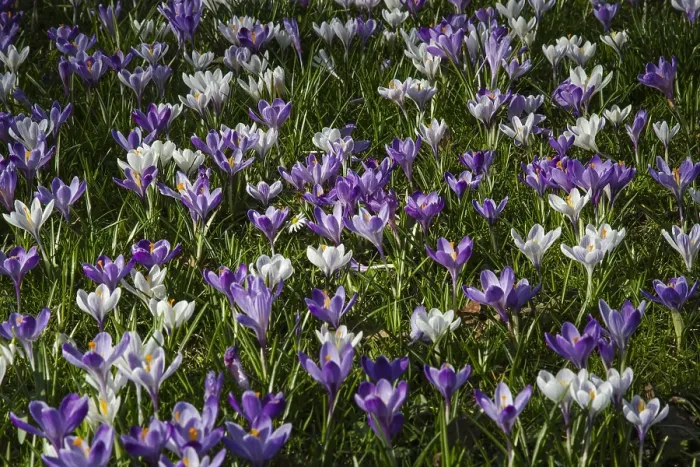 Framed Print : Spring Crocus; Crocus vernus Framed Print : Spring Crocus; Crocus vernus