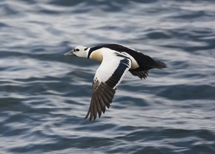 Framed Print : Stellers Eider, Steller's Eider, Polysticta stelleri Framed Print : Stellers Eider, Steller's Eider, Polysticta stelleri