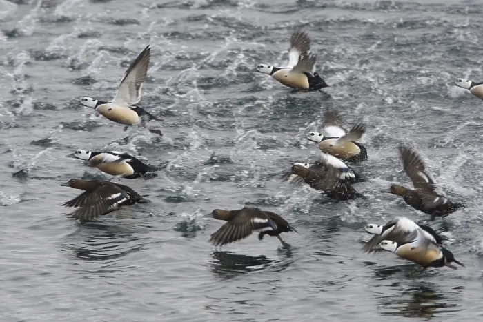 Framed Print : Stellers Eider, Steller's Eider, Polysticta stelleri