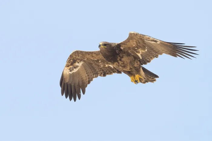 Framed Print : Steppe Eagle