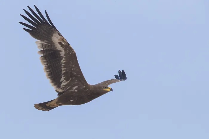 Framed Print : Steppe Eagle