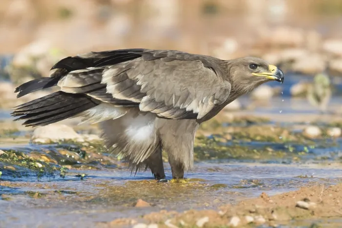 Framed Print : Steppe Eagle