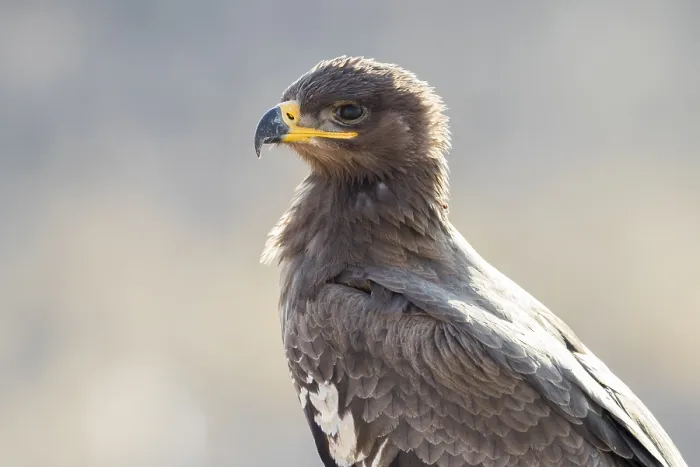 Framed Print : Steppe Eagle