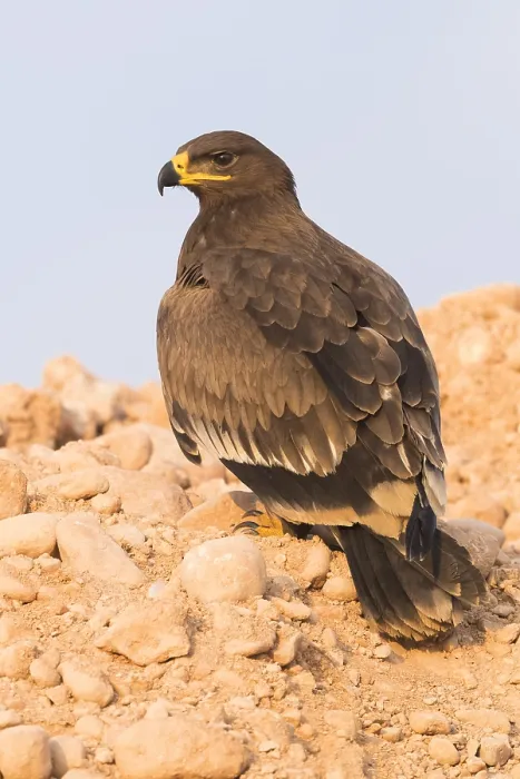 Framed Print : Steppe Eagle