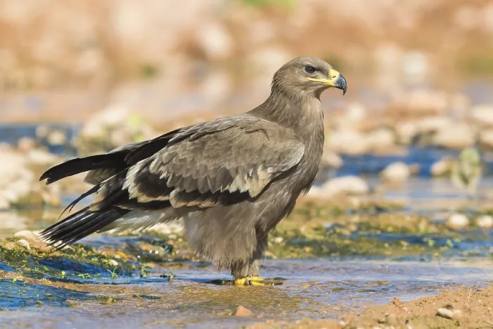 Framed Print : Steppe Eagle