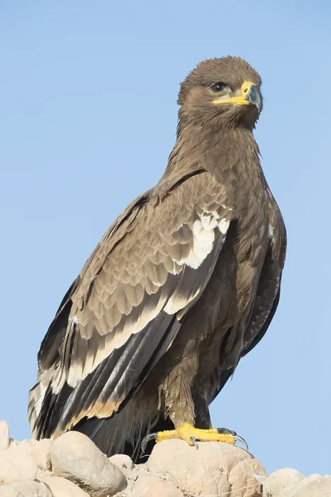 Framed Print : Steppe Eagle Framed Print : Steppe Eagle