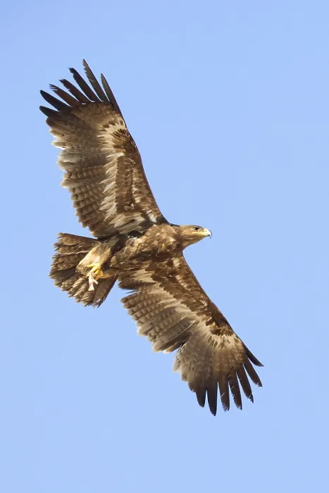 Framed Print : Steppe Eagle