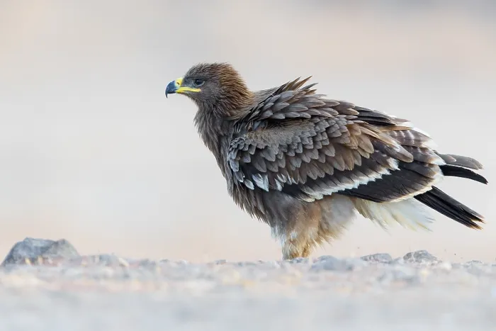 Framed Print : Steppe Eagle