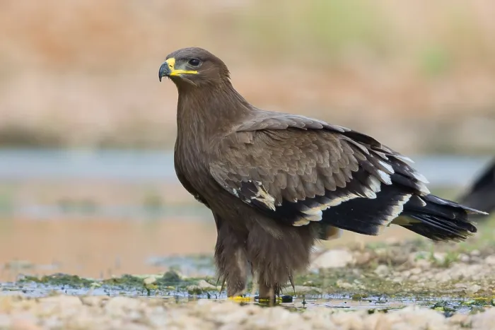 Framed Print : Steppe Eagle Framed Print : Steppe Eagle