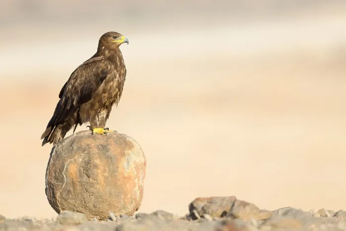 Framed Print : Steppe Eagle