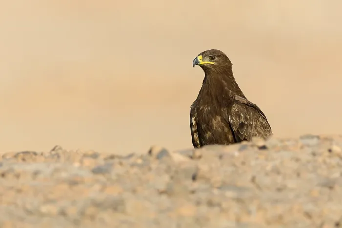 Framed Print : Steppe Eagle