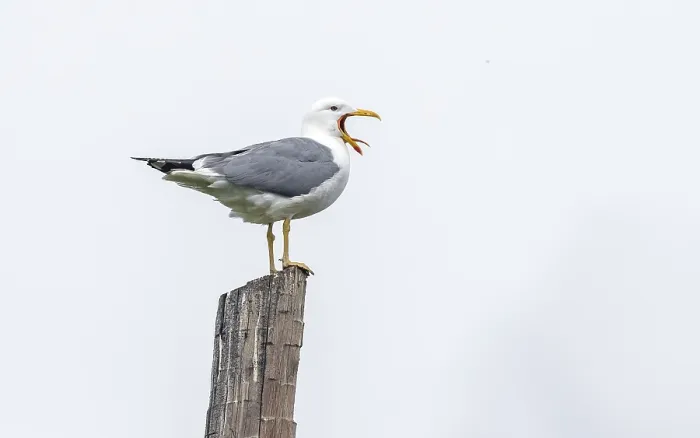 Framed Print : Steppe Gull, Larus barabensis, Steppe Meeuw