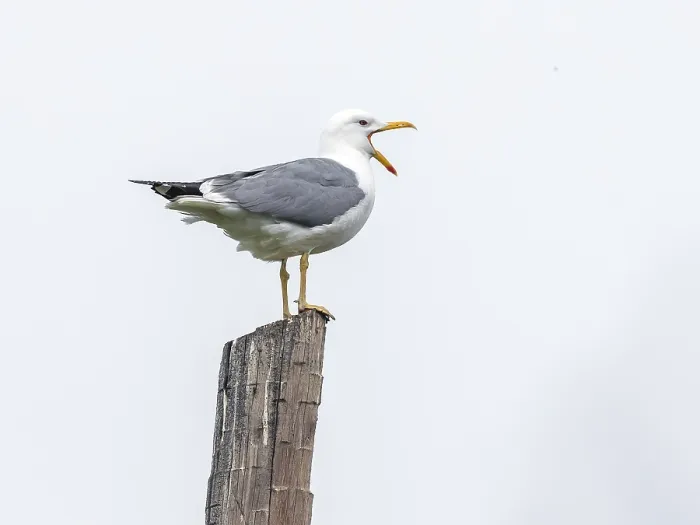 Framed Print : Steppe Gull, Larus barabensis, Steppe Meeuw