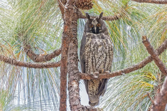 Framed Print : Stygian Owl, Asio stygius
