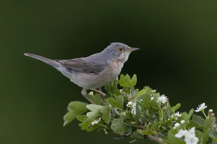 Framed Print : Subalpine Warbler, Baardgrasmus, Sylvia cantillans moltonii