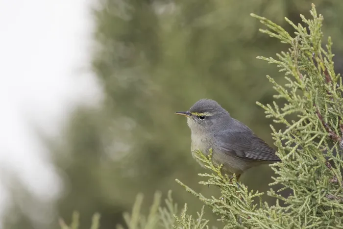 Framed Print : Sulphur-bellied Warbler, Phylloscopus griseolus