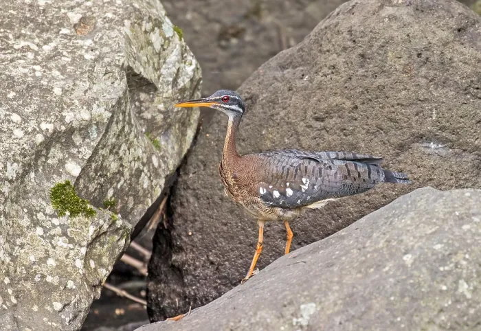 Framed Print : Sunbittern, Eurypyga helias