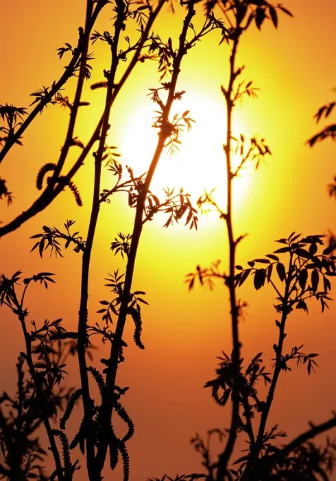 Framed Print : Sunset in the Netherlands