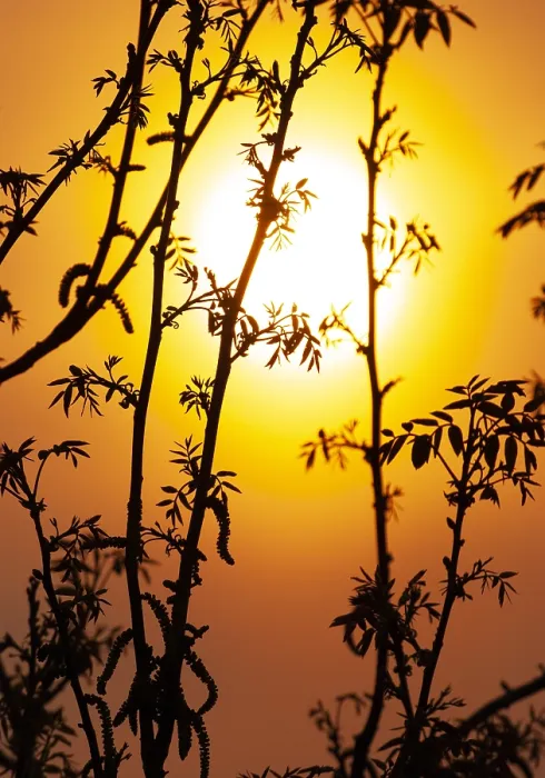 Framed Print : Sunset in the Netherlands