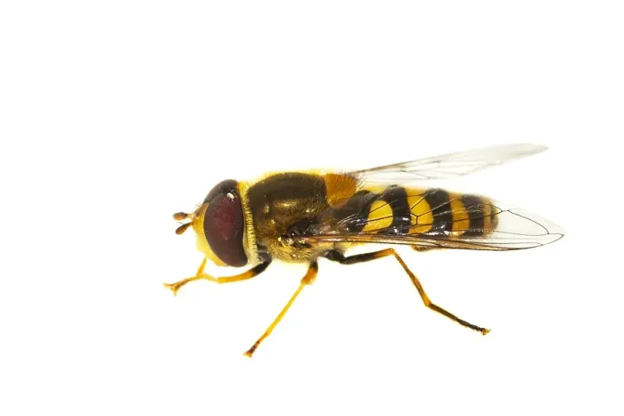 Framed Print : Syrphus ribesii, Common hover-fly