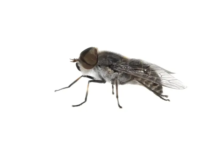 Framed Print : Tabanus maculicornis