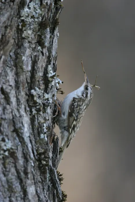 Framed Print : Taigaboomkruiper, Eurasian Treecreeper, Certhia familiaris
