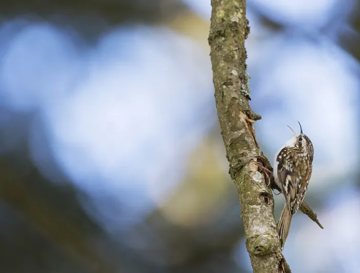 Framed Print : Taigaboomkruiper, Eurasian Treecreeper, Certhia familiaris