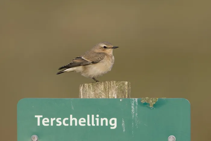 Framed Print : Tapuit, Northern Wheatear, Oenanthe oenanthe Framed Print : Tapuit, Northern Wheatear, Oenanthe oenanthe
