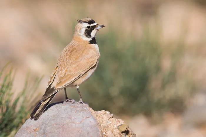 Framed Print : Temminck's Lark